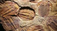 Fósseis de animais com mais de 560 milhões de anos descobertos em Idanha-a-Nova