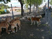 Mação: Ação solidária angariou 5 toneladas de ração para as matilhas de cães de caça (C/ÁUDIO e FOTOS