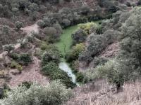 Quercus alerta para proliferação anómala de microalgas no rio Tejo