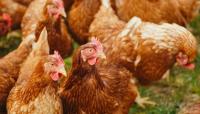 Portugal sem registo de casos de gripe das aves em humanos - INSA