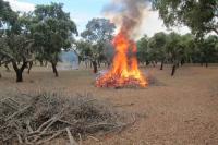 Proteção Civil proíbe queimas e queimadas a partir de domingo