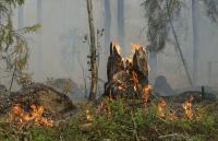 Proteção Civil alerta para perigo de incêndios rurais nos próximos dias