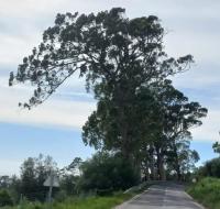 Grupo «Folhas Erguidas» acusa IP de abater árvores de forma injustificada em Santarém