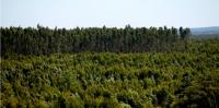 Ler notícia Governo anuncia 2,3 milhões de euros para ações de produtores florestais