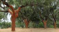 Governo autoriza abate de 1.079 sobreiros e Quercus manifesta-se contra