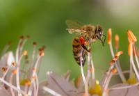 O sector do mel precisa de mais apicultores e mais jovens (C/ÁUDIO)