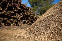Mais energia através da biomassa ameaça milhares de empregos - associação