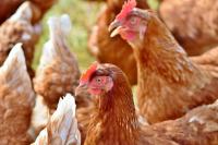 Registo de galinhas poedeiras obrigatório em setembro