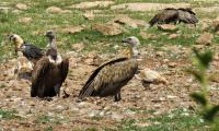 Tejo Internacional tem a maior colónia nidificante de abutre-preto em Portugal