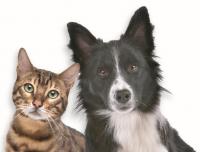 Ler notícia: Município tem Programa de Apoio à Esterilização de Animais de Companhia