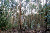 Associações florestais querem continuidade do setor no Ministério do Ambiente