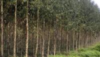Proprietários e indústrias querem plantar eucaliptos em matos para reduzir riscos (C/ ÁUDIO)