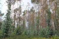 Ambientalistas pedem gestão do eucalipto para ordenar floresta (C/ÁUDIO)