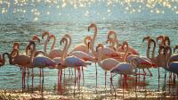 Duas colónias de flamingos estão a nidificar pela primeira vez em Portugal - ICNF
