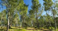 Planos municipais de defesa da floresta aplicam-se até à sua substituição - ICNF