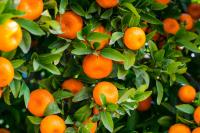 DGAV autoriza fitofarmacêuticos para controlo de praga que afeta citrinos