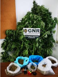 Abrantes: GNR faz um detido por tráfico de estupefacientes