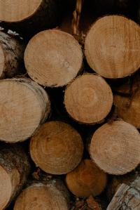 Operação internacional deteta 16 infrações por tráfico de madeira em Portugal