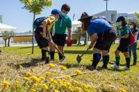 Abrantes: Cidade Desportiva ganha mais 50 árvores no Dia Mundial do Ambiente
