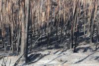 Incêndios: Governo anuncia investimento de sete mil milhões de euros na floresta 
