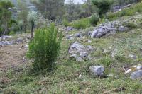 Incêndios: Identificadas 1.002 freguesias prioritárias na limpeza da floresta