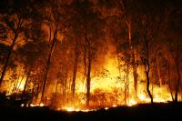 Ourém: PJ detém suspeito de incêndio florestal na Freixianda