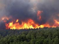 Cinco concelhos de Santarém e Faro em perigo máximo de incêndio