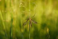 É dificil ganhar batalha contra mosquitos, mas inseto não é sinónimo de doença - especialista