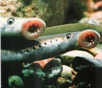 Investigador aponta falta de lampreia no rio à escassez de água e destruição de habitats 
