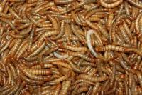 Thunder Foods produz farinha de larva de escaravelho como suplemento proteico para alimentação humana
