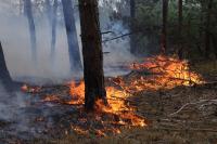 Mais de 80 concelhos de nove distritos em perigo máximo de incêndio
