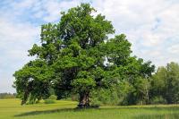 Quercus alerta para centenas de carvalhos com folhas secas em Portalegre
