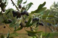 Produção de azeitona cai 25%, mas deverá ser a 6.ª mais produtiva em 80 anos - INE