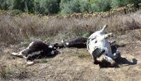 Notificada pecuária que depositou cadáveres de bovinos na via pública