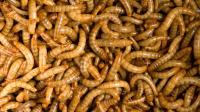Autorizada comercialização de alimentos com larvas desidratadas de escaravelho - DGAV