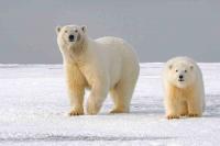 Novo estudo alerta que ursos polares estão a desaparecer rapidamente no norte do Canadá