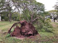 Mau tempo: Ventos fortes danificam viaturas e derrubam árvores em Salvaterra de Magos