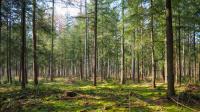 Associação ambientalista alerta para situação preocupante dos habitats florestais