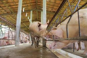 Suinicultores obrigados a declarar porcos em abril