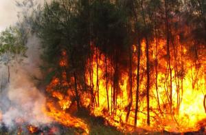 Incêndios: Portugal continental quase todo em risco máximo, muito elevado e elevado