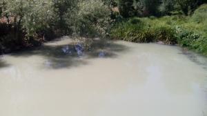 Rio Almonda na Golegã com qualidade da água medíocre - Associação Zero