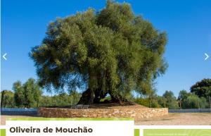 Oliveira do Mouchão em segundo lugar no concurso Árvore do Ano