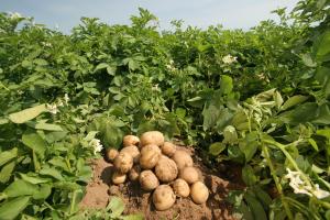 Mouriscas: Uma sementeira de batatas para apoio a IPSS's e pessoas carenciadas (C/ÁUDIO)