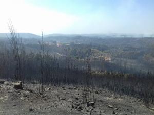 Incêndios: Mação critica recusa de fundos comunitários para defesa da floresta