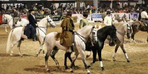 Município de Vila de Rei organiza visita à Feira Nacional do Cavalo da Golegã