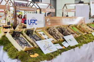 Chamusca: Festival do Cogumelo na Parreira 