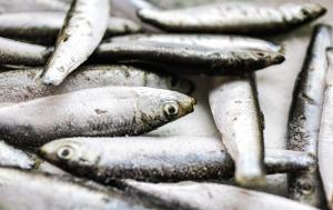 Comer mais sardinha e menos carne vermelha pode salvar até 750 mil vidas em 2050