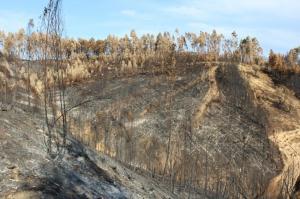 Segurança: Detenções por crime de incêndio florestal quase que triplicaram em 2017