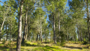 Sardoal: Município promove Programa de Voluntariado para a Floresta