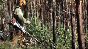 Limpeza de florestas tem novo prazo: 31 de maio